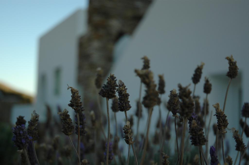 St George Antiparos Apartments And Studios Agios Georgios  Ngoại thất bức ảnh